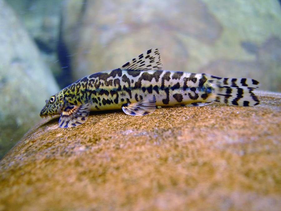 纓口臺鰍是全世界第一個魚類粒線體基因組定序的魚種